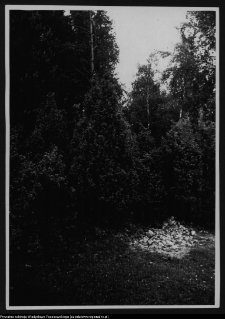 Jałowce w okoliocach Sejn