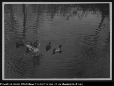 Krajobraz antropo-kulturowy