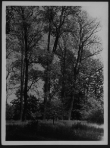 Krajobraz antropo-kulturowy