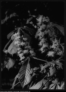 Krajobraz antropo-kulturowy