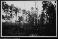 Żerczyce, las zniszczony przez huragan