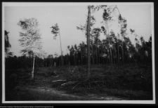 Żerczyce, las zniszczony przez huragan