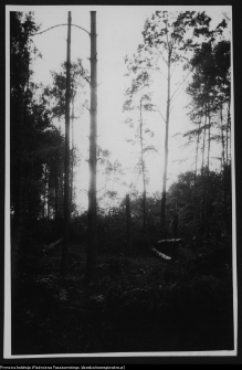 Żerczyce, las zniszczony przez huragan