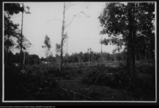 Żerczyce, las zniszczony przez huragan