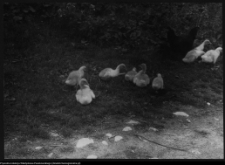 Krajobraz antropo-kulturowy