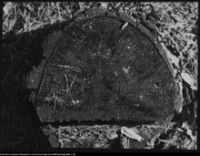 Krajobraz antropo-kulturowy