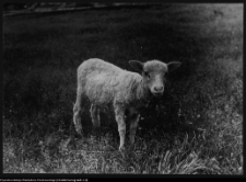 Krajobraz antropo-kulturowy