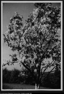 Krajobraz antropo-kulturowy