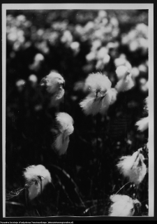 Krajobraz antropo-kulturowy