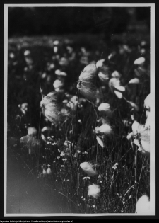 Krajobraz antropo-kulturowy