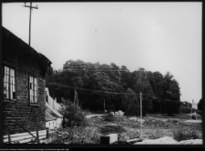 Wityny, grupa drzew dawnego cmentarza (widok od strony majątku)