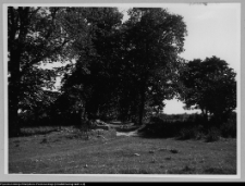 Pawłowicze, aleja wjazdowa