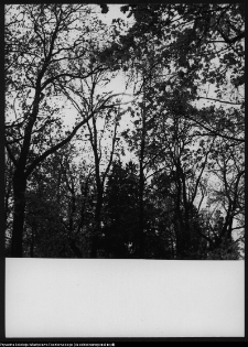 Pietkowo, park przypałacowy