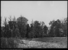 Pietkowo, park przypałacowy