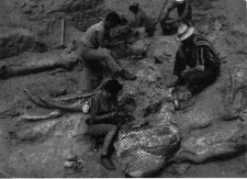 Polscy paleontolodzy przy pracy w Ałtan-Uła