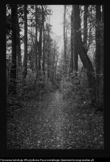 Dowspuda, park pałacowy