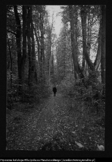 Dowspuda, park pałacowy