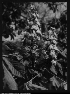 Hołny Mejera (Majera), kasztany przy dworze