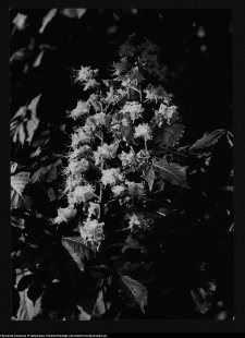 Hołny Mejera (Majera), kasztany przy dworze