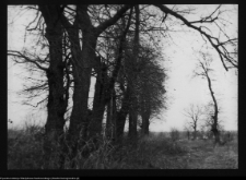 Poryte-Jabłoń, park dworski