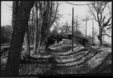 Choroszcz, park pałacowy