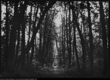 Choroszcz, park pałacowy