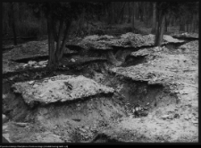 Choroszcz, park pałacowy