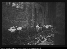 Pyrzyce, kości&oacute;ł