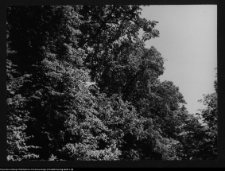 Hołny Mejera (Majera), fragment ogrodu przy dworze