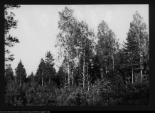 Hołny Mejera (Majera), ogr&oacute;d przy dworze