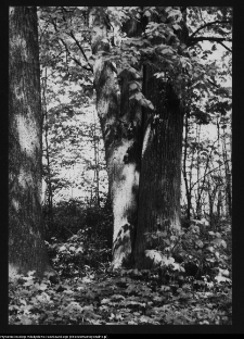 Hołny Mejera (Majera), ogr&oacute;d przy dworze