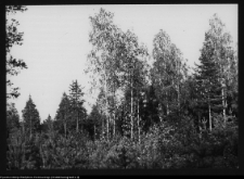 Hołny Mejera (Majera), park przy dworze