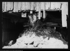 Nowinka, wiatrak koźlak