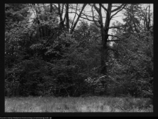 Mieduniszki Wielkie, fragment parku przypałacowego