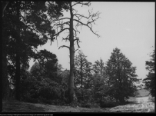 Żegary, otoczenie kościoła św. Bartłomieja