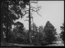 Żegary, otoczenie kościoła św. Bartłomieja