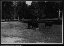 Białowieża, żubry