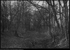 Ciechanowiec, park pałacowy