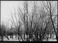 Szczyty-Nowodwory, park dworski