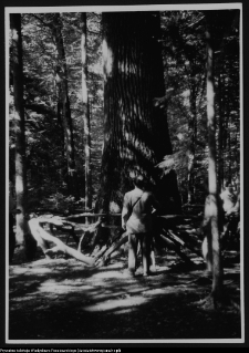 Białowieża, dąb Jagiełły