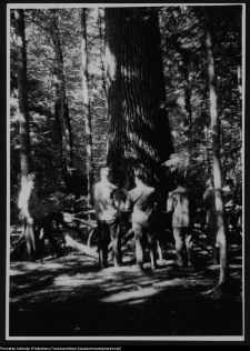 Białowieża, dąb Jagiełły