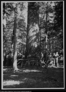 Białowieża, dąb Jagiełły