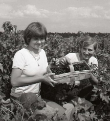 Plantacja porzeczki, zbi&oacute;r