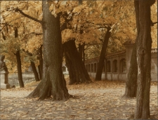 Białystok. Pałac Branickich, park pałacowy [Dokument ikonograficzny]