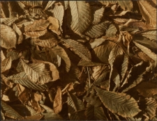 Białystok. Kasztany [Dokument ikonograficzny]