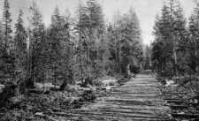 Rokitno &ndash; Knuppeldamm durch Sumpwald [Dokument ikonograficzny]