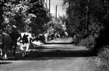 Wieś Katawicze. Kolekcja fotografii dokumentalnej &bdquo;Losy posłuchane &ndash; Białoruś&rdquo;. [Dokument ikonograficzny]