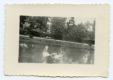 Łabędzie w stawie, Park Planty, Białystok, 1942 r.