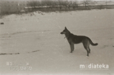 Pies na spacerze, Białystok, druga połowa lat 70. XX w., fot. ze zbiorów Andrzeja Trzcińskiego