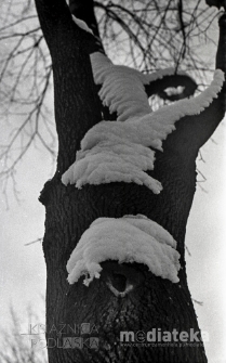 Las Zwierzyniecki, Białystok, ok. 1978 r., fot. ze zbiorów Andrzeja Trzcińskiego